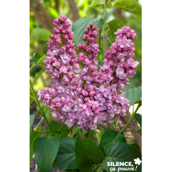 SYRINGA vulgaris Kindy Rose® TFE C10L - SILENCE ÇA POUSSE 