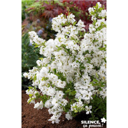 EXOCHORDA racemosa Niagara TFE C4.5L - SILENCE ÇA POUSSE 