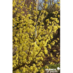 CORNUS officinalis BALIV C15L - SILENCE ÇA POUSSE 