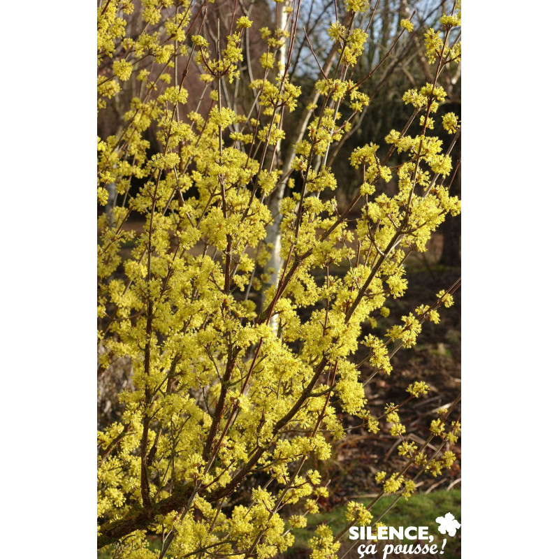 CORNUS officinalis BALIV C15L - SILENCE ÇA POUSSE 