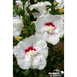 HIBISCUS syriacus French Point® C10L - SILENCE ÇA POUSSE 