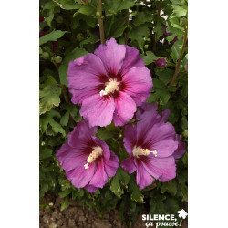 HIBISCUS syriacus Russian Violet® C10L - SILENCE ÇA POUSSE 