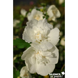 HIBISCUS syriacus White Chiffon® C10L - SILENCE ÇA POUSSE 