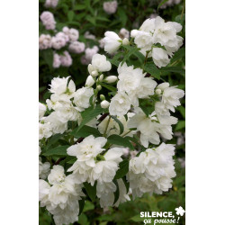 PHILADELPHUS snowbelle TFE C4.5L - SILENCE ÇA POUSSE 