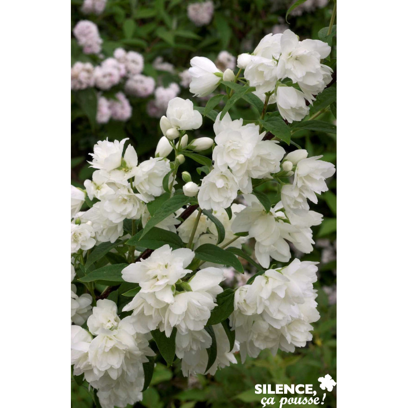 PHILADELPHUS snowbelle TFE C4.5L - SILENCE ÇA POUSSE 