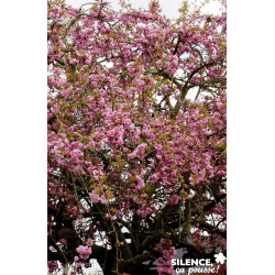 PRUNUS serrulata Kiku Shidare Zakura BALIV C15L - SILENCE ÇA POUSSE 