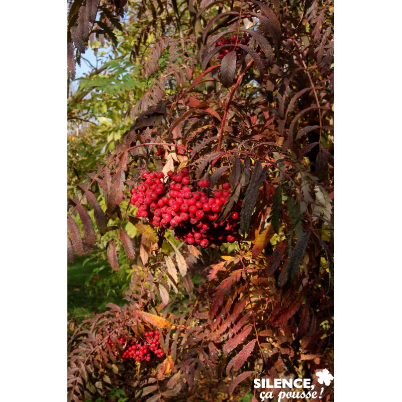 SORBUS chinese Lace BALIV C15L - SILENCE ÇA POUSSE 