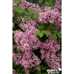 SYRINGA red Pixie TG C10L - SILENCE ÇA POUSSE 