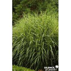 MISCANTHUS sinensis Zebrinus TFE C4.5L - SILENCE ÇA POUSSE 