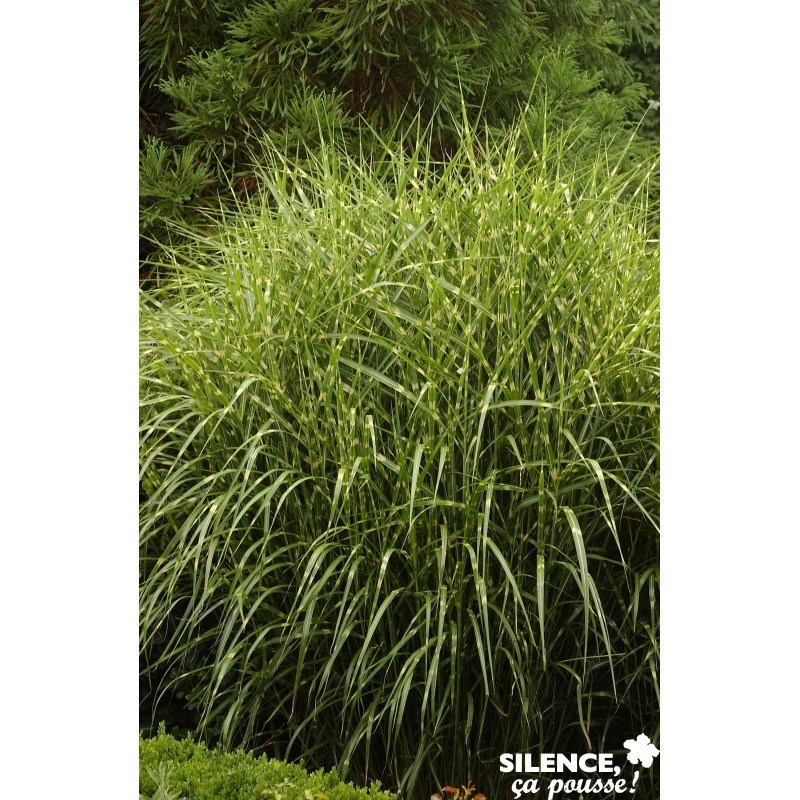 MISCANTHUS sinensis Zebrinus TFE C4.5L - SILENCE ÇA POUSSE 