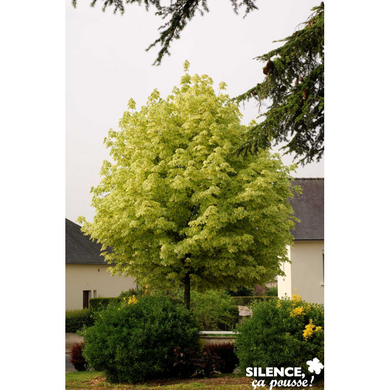 ACER platanoides Drummondii TG H180 C25L - SILENCE ÇA POUSSE 