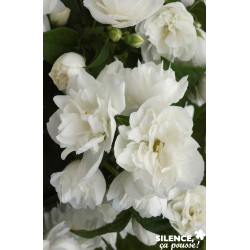 PHILADELPHUS virginal TFE C4.5L - SILENCE ÇA POUSSE 