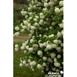 VIBURNUM opulus Roseum Vt TFE C10L - SILENCE ÇA POUSSE 