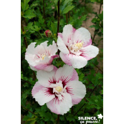 HIBISCUS syriacus Pinky Spot® TFE C4.5L - SILENCE ÇA POUSSE 