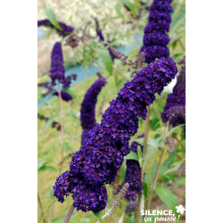 BUDDLEJA davidii Black Knight TFE C10L - SILENCE ÇA POUSSE 