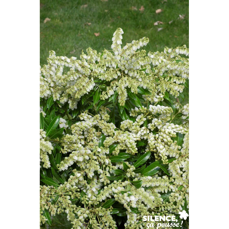 PIERIS japonica La Debutante TFE C4.5L - SILENCE ÇA POUSSE 