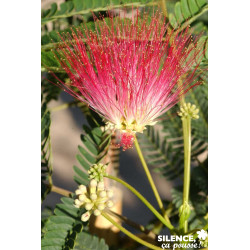 ALBIZIA julibrissin Rouge BALIV C15L - SILENCE ÇA POUSSE 