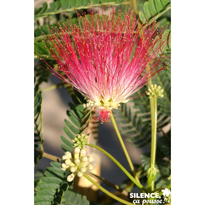 ALBIZIA julibrissin Rouge BALIV C15L - SILENCE ÇA POUSSE 