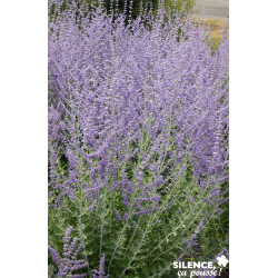 PEROVSKIA atriplicifolia Blue Spire TFE C4.5L - SILENCE ÇA POUSSE 