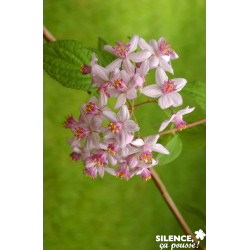 DEUTZIA x Mont Rose TFE C4.5L - SILENCE ÇA POUSSE 