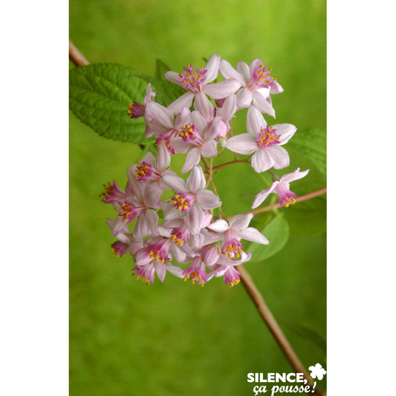 DEUTZIA x Mont Rose TFE C4.5L - SILENCE ÇA POUSSE 