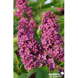 SYRINGA vulgaris Souvenir De Louis Spaeth 3/4BR  - SILENCE ÇA POUSSE 