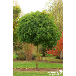 LIQUIDAMBAR styraciflua Gumball TG-6/8 H180 C25L - SILENCE ÇA POUSSE 