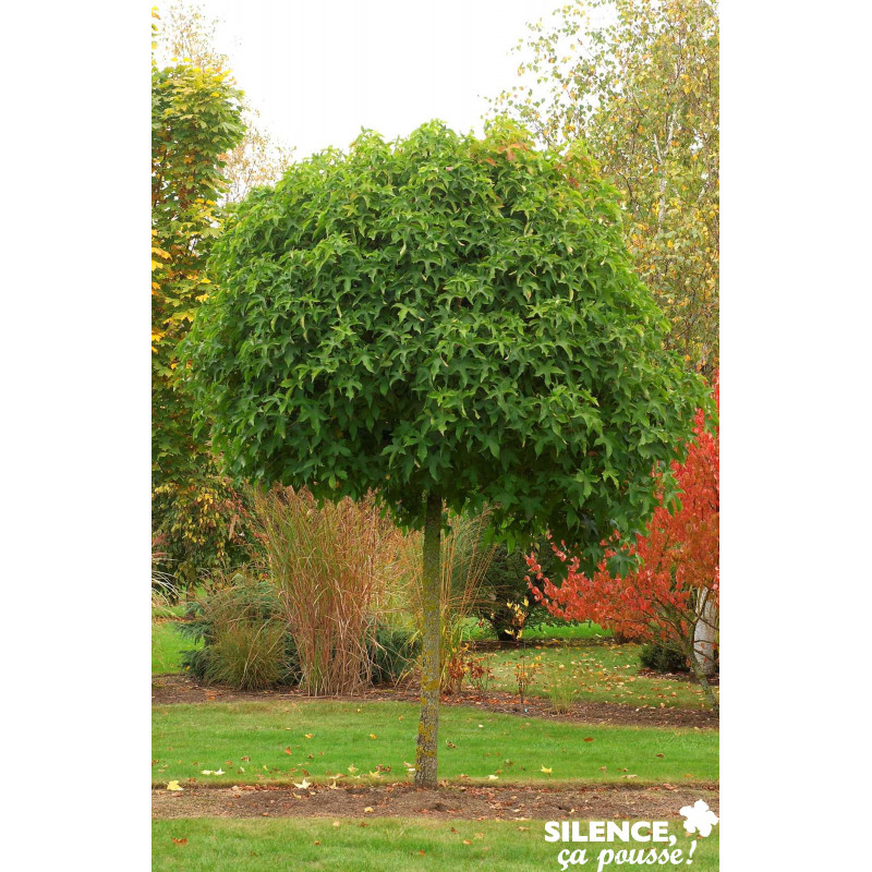 LIQUIDAMBAR styraciflua Gumball TG-6/8 H180 C25L - SILENCE ÇA POUSSE 