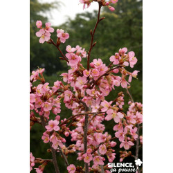 PRUNUS kurilensis Ruby TG H110 C10L - SILENCE ÇA POUSSE 