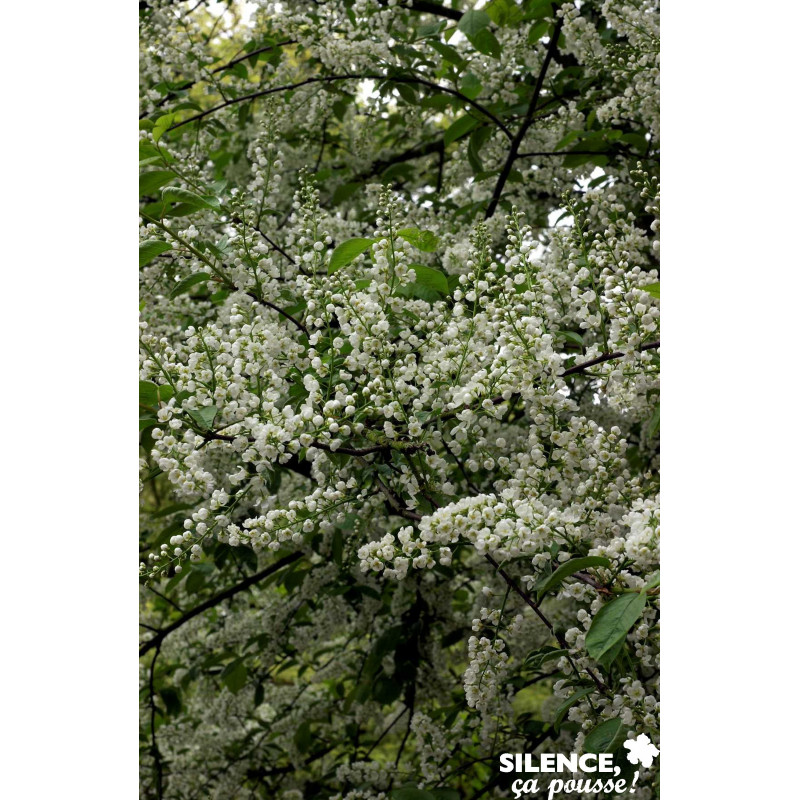 PRUNUS padus Le Thoureil BALIV C15L - SILENCE ÇA POUSSE 