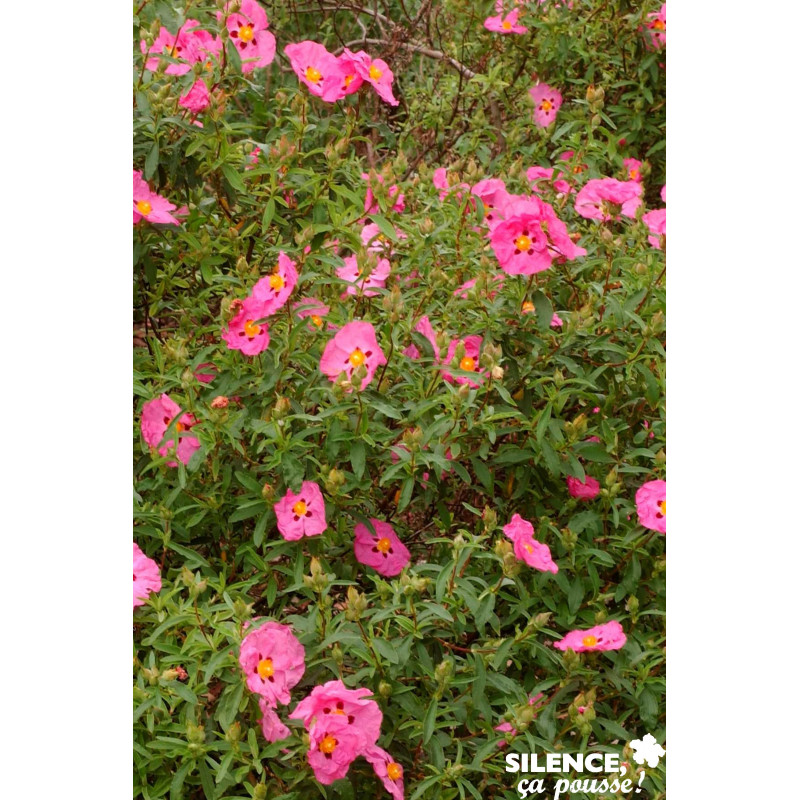 CISTUS purpureus TFE C4.5L - SILENCE ÇA POUSSE 