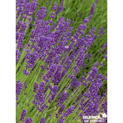 LAVANDULA intermedia Dutch C2L-DECO - SILENCE ÇA POUSSE 