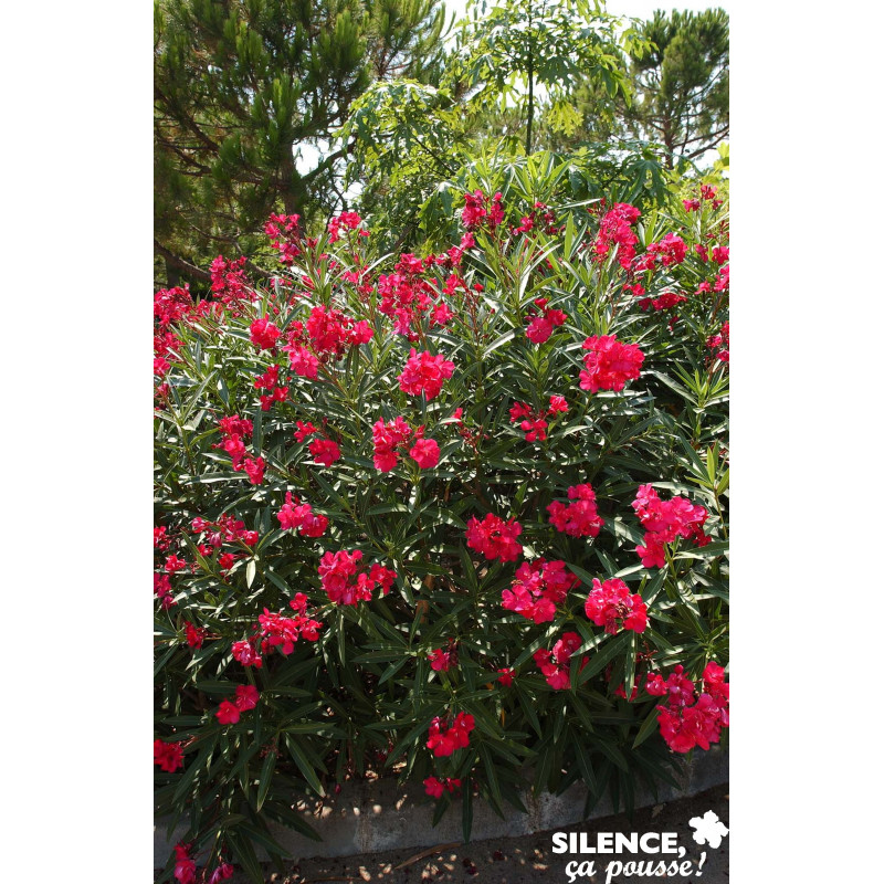 NERIUM oleander Rouge Double 3/4BR C3L - SILENCE ÇA POUSSE 