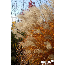 MISCANTHUS sinensis 'Graziella' TFE C4.5L - SILENCE ÇA POUSSE 