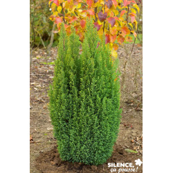 CHAMAECYPARIS lawsoniana Ellwood'S Gold 40/50 C4 - SILENCE ÇA POUSSE 