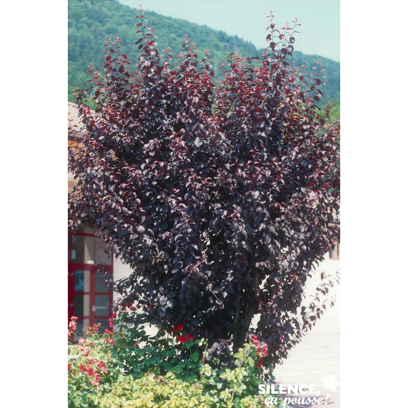 PRUNUS cerasifera Atropurpurea TG H110 C10L - SILENCE ÇA POUSSE 