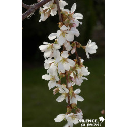 PRUNUS snow Fountain TG H110 C10L - SILENCE ÇA POUSSE 