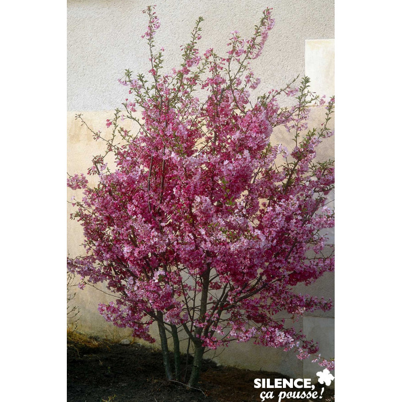 PRUNUS subhirtella Fukubana TFE C4.5L - SILENCE ÇA POUSSE 