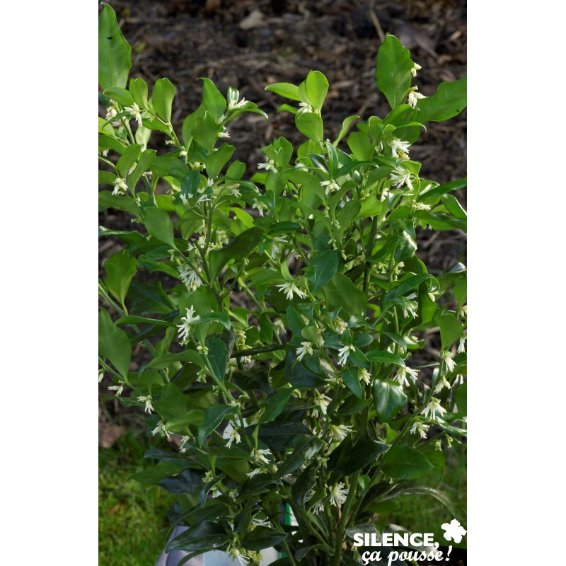 SARCOCOCCA confusa TFE C4.5L - SILENCE ÇA POUSSE 