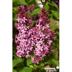 SYRINGA vulgaris Princesse Sturdza 3/4BR 40/60 C - SILENCE ÇA POUSSE 