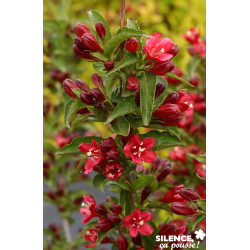 WEIGELA nain Rouge® TFE C4.5L - SILENCE ÇA POUSSE 