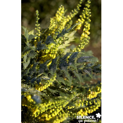 MAHONIA media Winter Sun TFE C4.5L - SILENCE ÇA POUSSE 