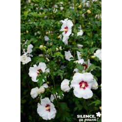 HIBISCUS syriacus Sup' Heart® TFE C4.5L - SILENCE ÇA POUSSE 