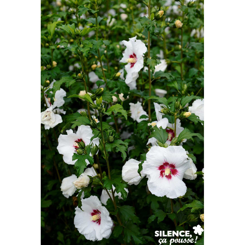 HIBISCUS syriacus Sup' Heart® TFE C4.5L - SILENCE ÇA POUSSE 