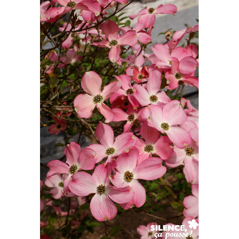 CORNUS florida Rubra TFE C4.5L - SILENCE ÇA POUSSE 