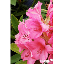 RHODODENDRON x Anna Rose Withney C7L - SILENCE ÇA POUSSE 