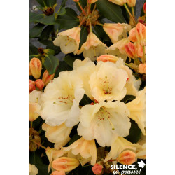 RHODODENDRON x Horizon Monarch C7L - SILENCE ÇA POUSSE 