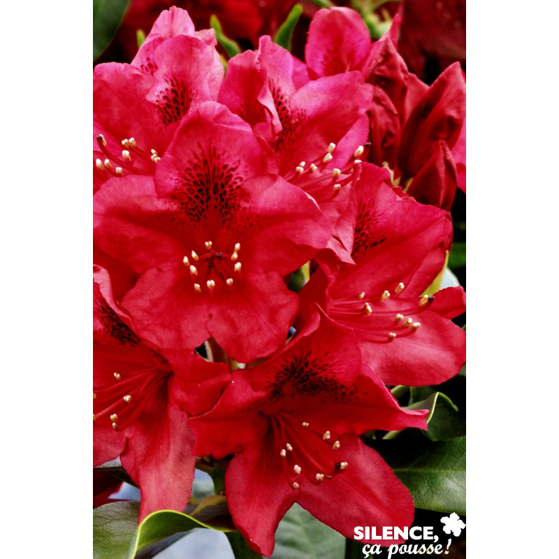 RHODODENDRON x Nova Zembla C7L - SILENCE ÇA POUSSE 