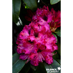 RHODODENDRON x Souvenir Du Congo C7L - SILENCE ÇA POUSSE 