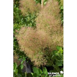 COTINUS coggygria Young Lady TFE C4.5L - SILENCE ÇA POUSSE 
